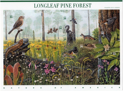 Scott 3611 longleaf pine - #3611,
