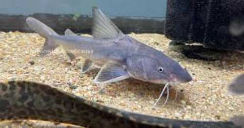 Stormii catfish 5 inch - stormii,