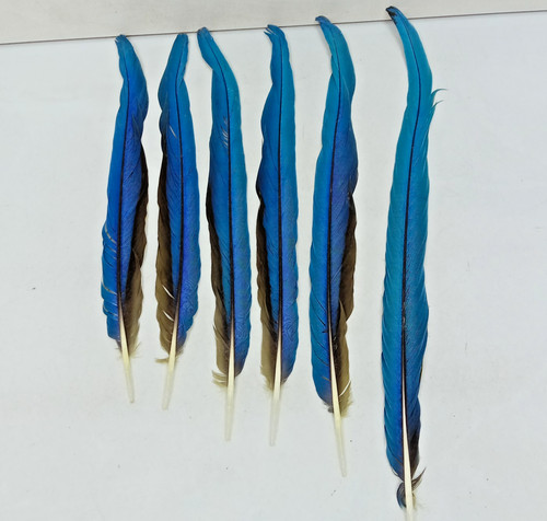 Blue gold macaw - 6x,