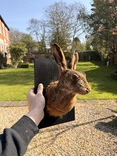 Taxidermy Hare/ Rabbit Head