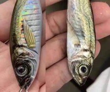 Fishing Lure Metal Jigs Yakka