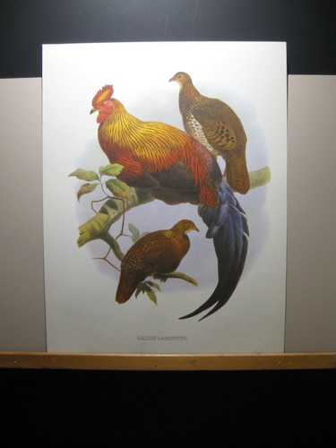 Ornamental pheasants the - ornamental, sri