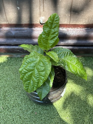 Fast growing inch purple - fast, growing,