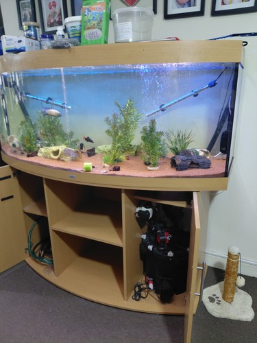 Bowfront glass fish tank - bowfront,