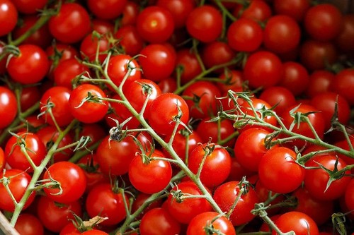 Tomato piccolo plug - 4,