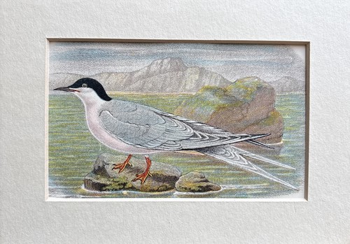 Antique roseate tern - tern,