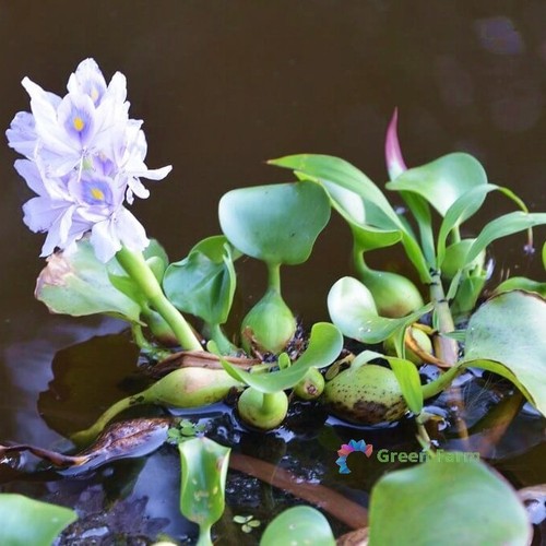 100 seeds eichhornia - eichhornia, water
