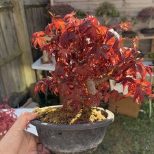 Deshojo Maple - Shohin Bonsai 