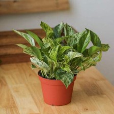 Houseplant Favourite | Devils
