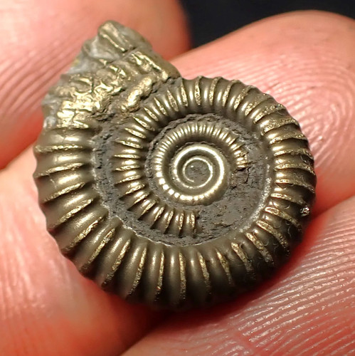 Crucilobiceras pyrite ammonite