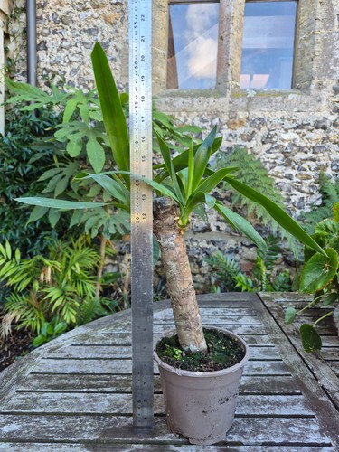 Spineless yucca gigantea - yucca,