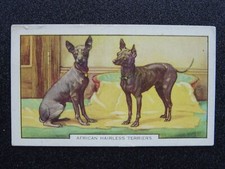 AFRICAN HAIRLESS TERRIER Dogs 2nd Series by Gallaher Ltd 1938