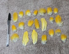 20 naturally moulted yellow