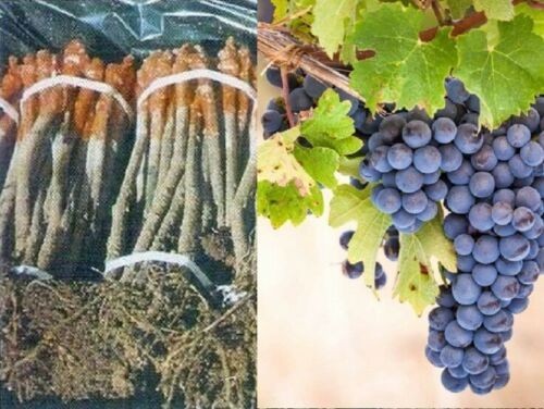 Rootstok graft vines - 2x, syrat