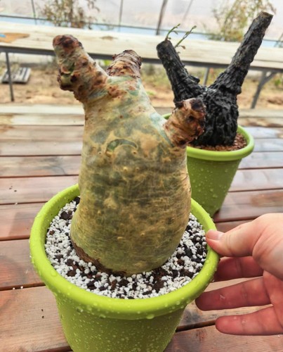 2cm rare live house - live, plant