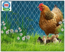 12' Poultry, Chicken, Duck