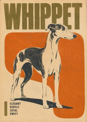 Whippet dog print retro - whippet, a4