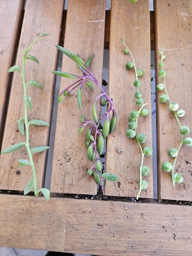 Senecio bundle variegated - senecio,