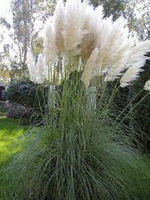 CORTADERIA SELLOANA - PAMPAS
