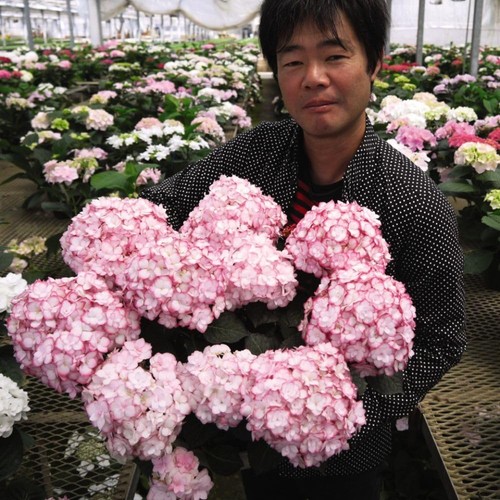 Hydrangea miss saori hardy - -,