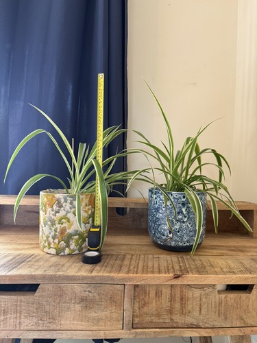 Set spider plants - set,