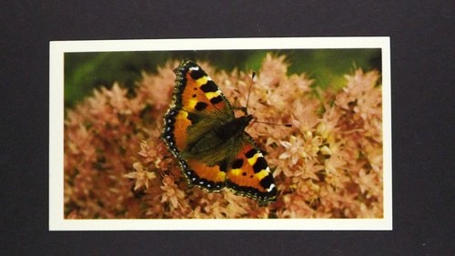 Grandee cigar card - x,