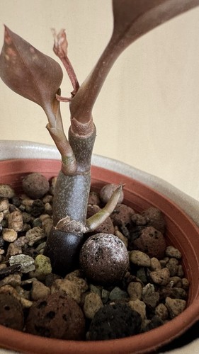 Jewel orchid ludisia discolor - jewel,