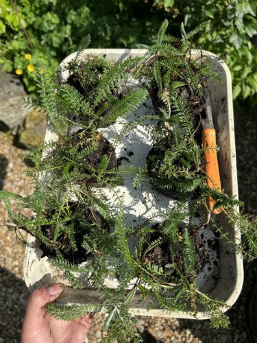 Ex9cm bare root achillea - bare,