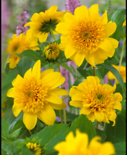 Helianthus Happy Days Perennial Sunflower Plant 1 x 1 Litre Pot