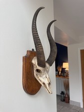 Antique Gerrard Taxidermy