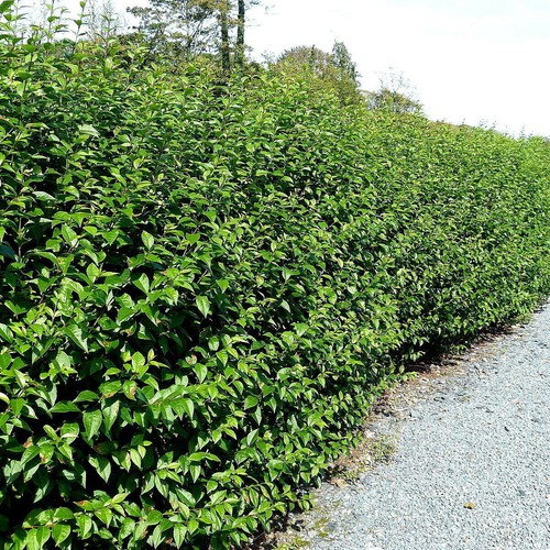 Green privet plants - 3,