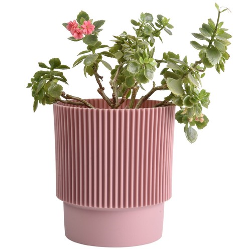 Plant pots flower - plant,