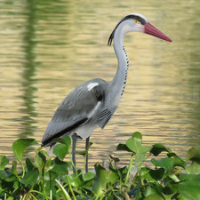 Decoy heron deterrent for - deterrent,
