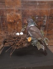 Taxidermy Duck Bird chicken