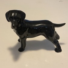 Black Labrador Retriever Dog