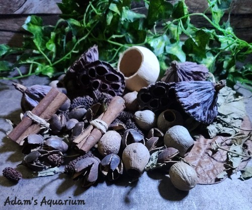 Large botanical enrichment box - botanical,