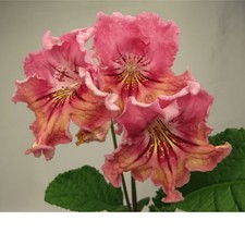 Streptocarpus