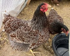 Blue Laced Red Wyandotte 12+
