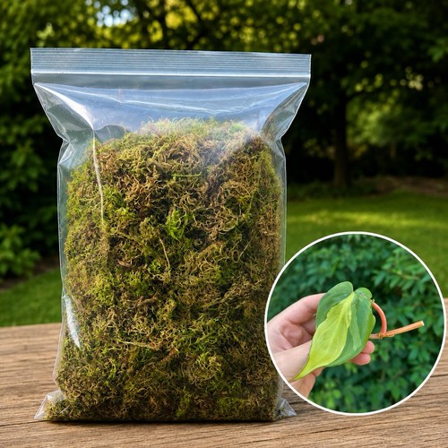Live sphagnum moss - 2l, +