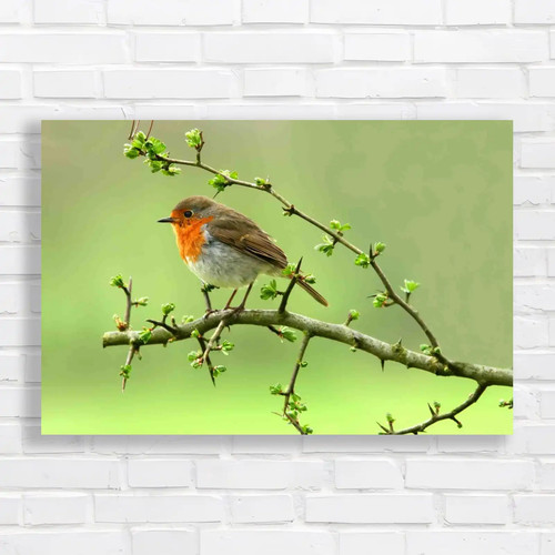 Robins spring hawthorn - spring,