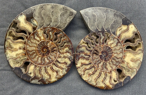 Large cut polished - large, ammonite