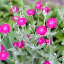 1 x 1 litre pot Lychnis