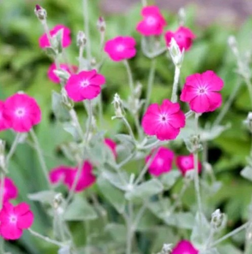 Gorgeous pink flower coronaria - pink,