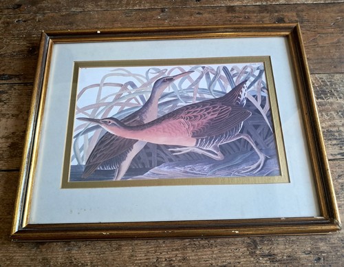Framed print birds audubon - print,