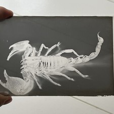 Antique Original Glass Photograph Negative Scorpion Odd Creepy Critter
