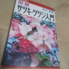 Satsuki Azalea Introduction