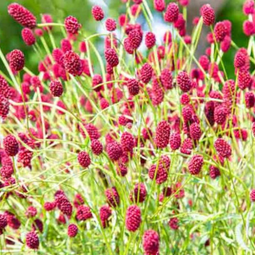 Salad burnet seeds 130 - burnet,