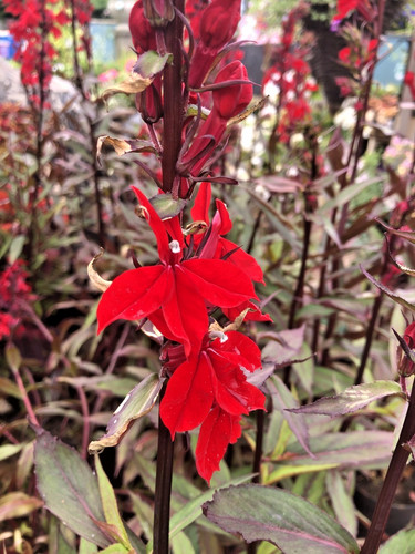 Lobelia queen victoria a - in,