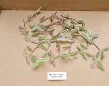 Callisia Pink Lady / Large Leaves/ Easy To Grow Indoor Plant