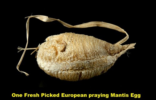European praying mantis egg - praying,